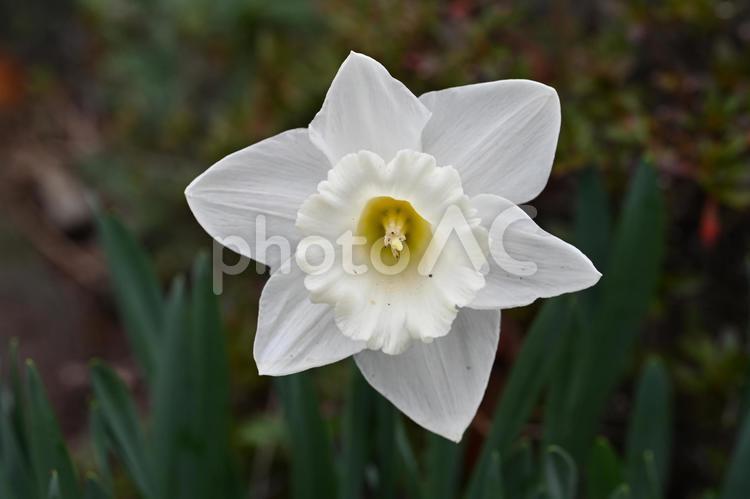 家の庭に咲いた水仙の花 クローズアップ,水仙の花,春の写真素材