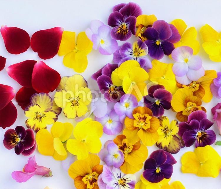 沢山のビオラの花びら、エディブルフラワー、食用花       エディブルフラワー,食用花,食べ物の写真素材