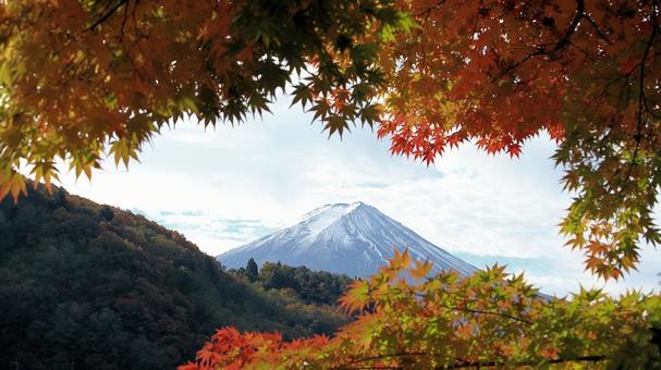 11月の河口湖畔の紅葉と冠雪した富士山 紅葉,秋,もみじの写真素材