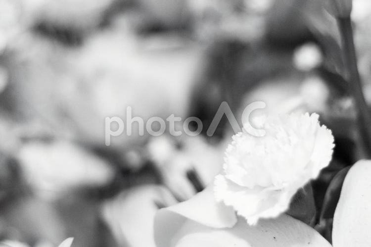淡いピンクの花　白黒 ピンクの花,植物,花の写真素材