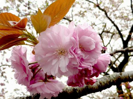 街中で咲き始めた八重桜・拡大 街中で咲き始めた八重桜・拡大 八重桜,サクラ,花の写真素材