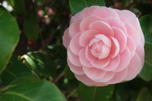 camellia camellia spring flowers pink flowers, JPG camellia camellia spring flowers pink flowers, JPG