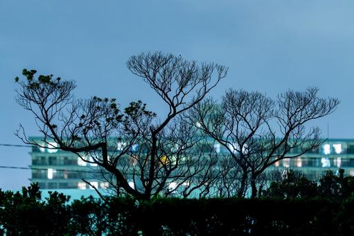 樹木の間から見える夜空 樹木の間から見える夜空の写真