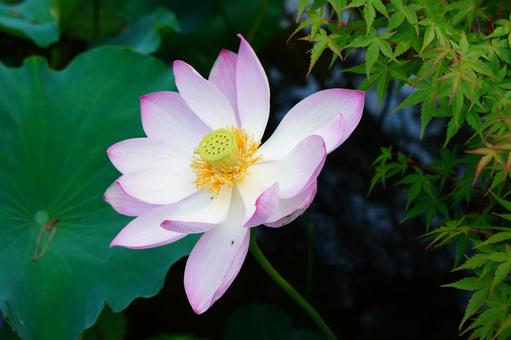 蓮と青もみじ 蓮と青もみじ 古代蓮,花,ピンク色の写真素材