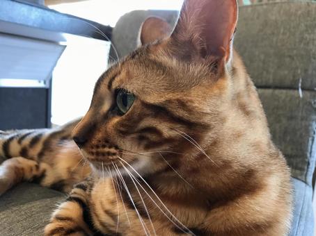 Photo, love cat, a pet, bengal, 