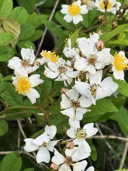 白い花 白い花,花,白色の写真素材