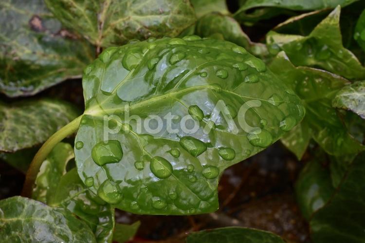 雨の水滴と葉っぱ 雨,梅雨,雨上がりの写真素材