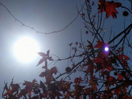 太陽と紅葉 太陽と紅葉の写真
