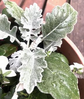 シロタエギク 植物,花,ガーデニングの写真素材