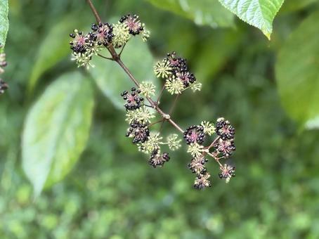 ウド(秋) 04 ウド(秋) 04 独活,ウド,植物の写真素材
