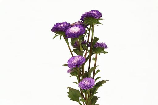 アスター菊 アスター菊の写真