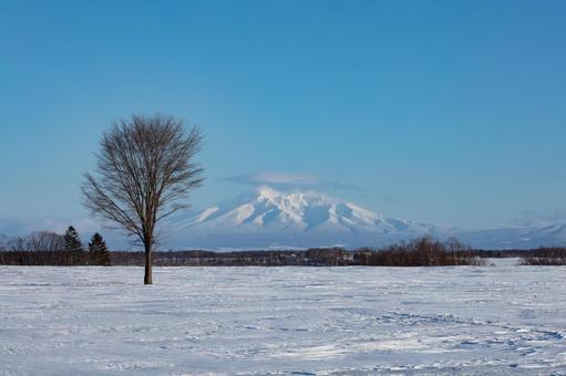 斜里岳と一本の木 一本の木,雪山,雪原の写真素材