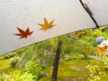 傘と紅葉の葉 傘と紅葉の葉の写真