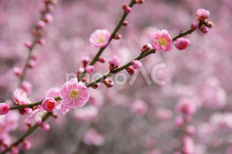 3月初旬に咲き始めてきた梅 3月,梅,初春の写真素材