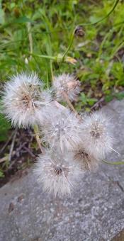 晩秋の旅立ち、、綿毛 秋,土,雑草の写真素材