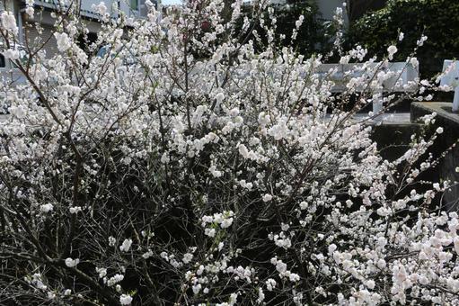 桜 桜の写真