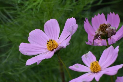 コスモス コスモス,花,可憐の写真素材