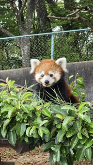 レッサーパンダ レッサーパンダの写真