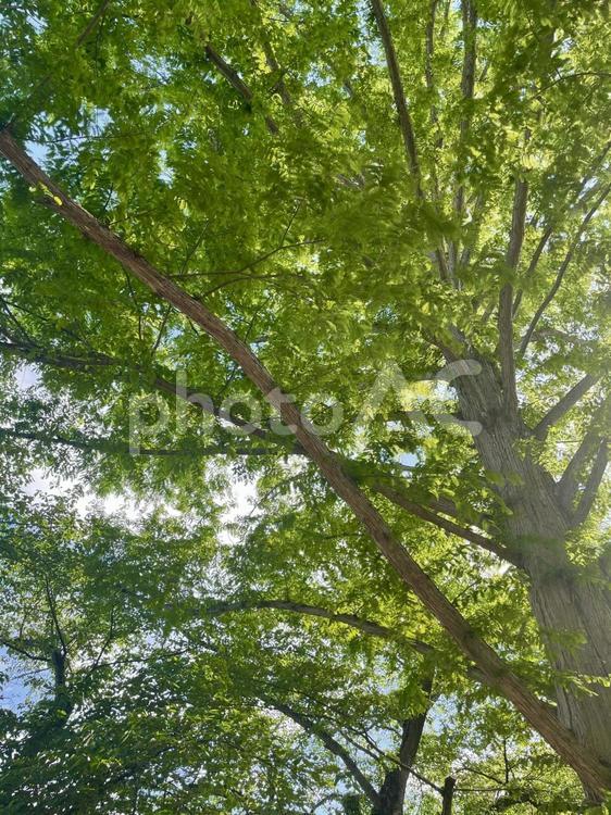 見上げた木 木漏れ日,晴れ,木の写真素材