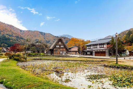 紅葉した山々と白川郷の風情ある茅葺きの家 合掌造り,白川郷,家屋の写真素材