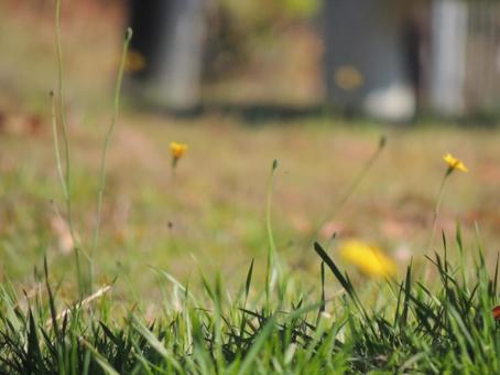 Dandelion, JPG Dandelion, JPG