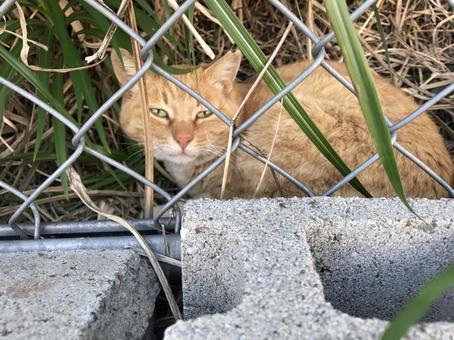 野良猫 野良猫 猫,ねこ,catの写真素材
