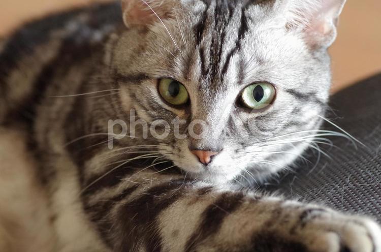 アメショーのリラックスモード(生き物） ねこ,ネコ,にゃんこの写真素材