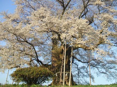 巨木（醍醐桜） 醍醐桜,さくら,花見の写真素材
