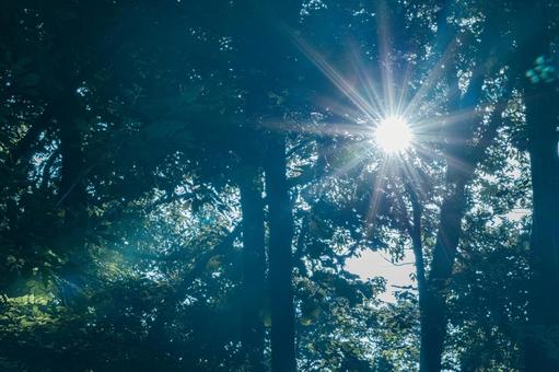 Photo, fresh green, natural, forest, 