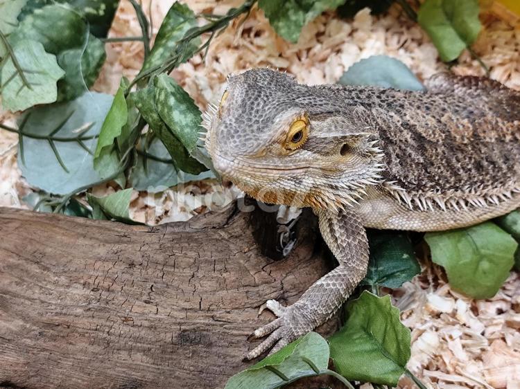 フトアゴヒゲトカゲ フトアゴヒゲトカゲ,トカゲ,とかげの写真素材