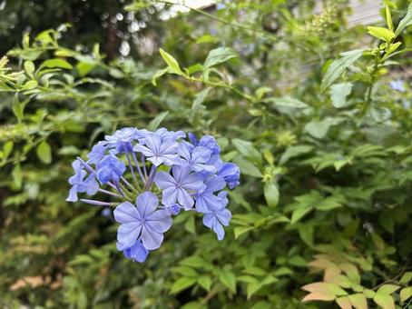 ルリマツリ ルリマツリ ルリマツリ,花,植物の写真素材