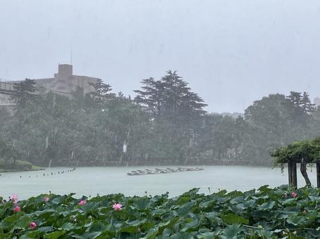 大雨 大雨 大雨,大賀ハス,千葉公園の写真素材