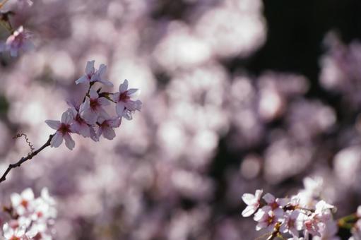 桜咲く 桜咲くの写真
