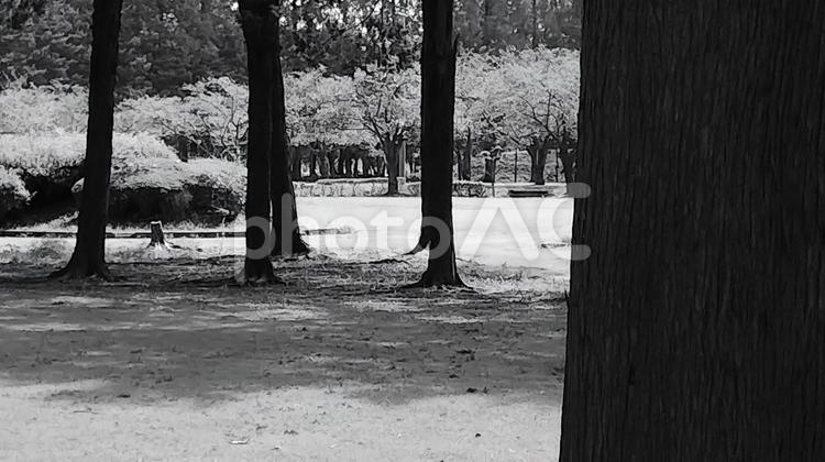 公園の木陰 モノクロ,公園,日向の写真素材