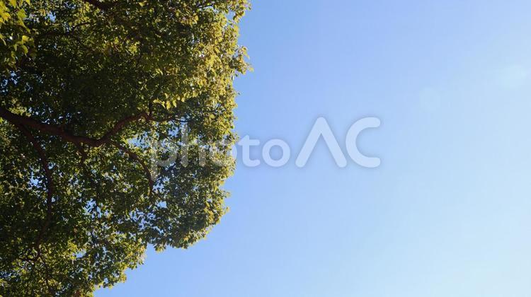 樹木と青空 緑,葉っぱ,葉の写真素材