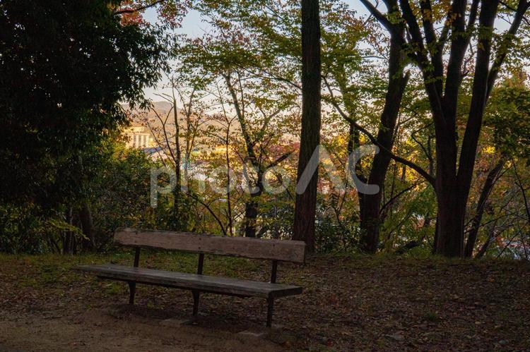 秋を感じる風景 快晴,木,植物の写真素材