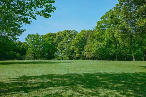 緑の公園 緑の公園 木,公園,森の写真素材