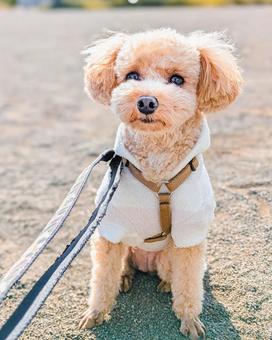 お散歩中のトイプードル 犬,散歩,お散歩の写真素材