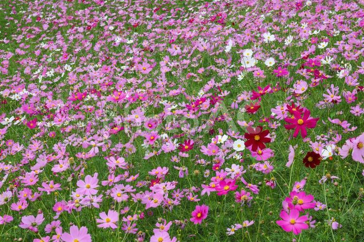 コスモス　俯瞰 コスモス,秋桜,コスモス園の写真素材