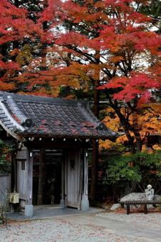 寺の紅葉 秋,もみじ,赤の写真素材