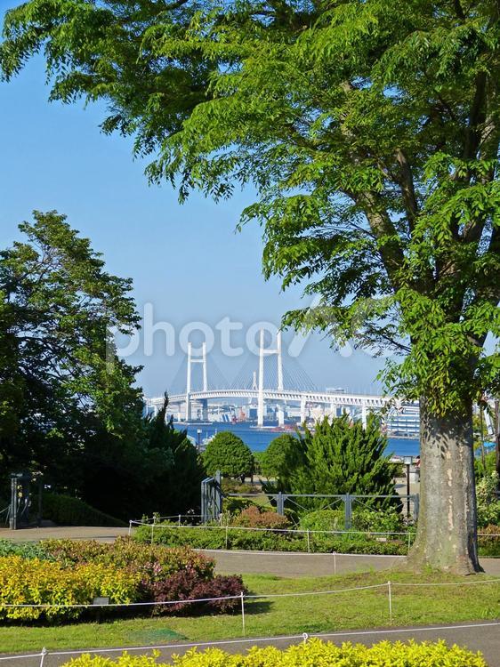港の見える丘公園から横浜ベイブリッジを臨む 公園,横浜,ベイブリッジの写真素材