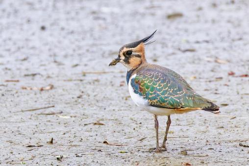 タゲリの幼鳥 タゲリ,田計里,冬の貴婦人の写真素材