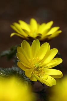 Flowers that call for happiness Flowers that call for happiness