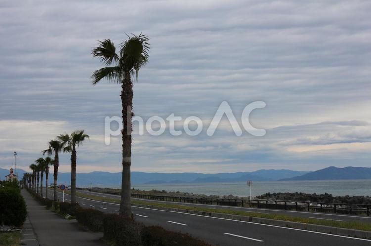 やしの木 やしの木,海,水平線の写真素材