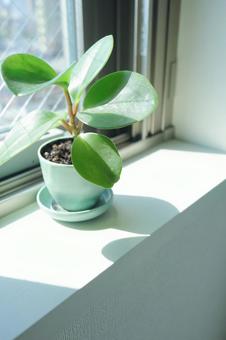 窓辺の小さなペペロミア 窓辺の小さなペペロミア 観葉植物,グリーン,植物の写真素材