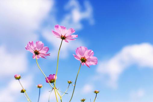 Cosmos in Sakaharacho, Nara, JPG