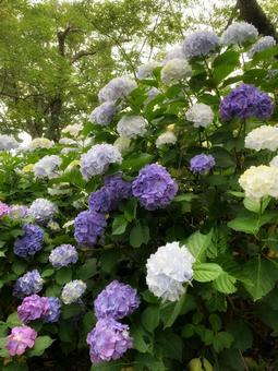 紫陽花2020-01 紫陽花2020-01の写真