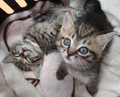 子猫のおどけなさ 子猫のおどけなさの写真