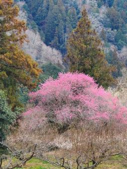 山の彩りの写真