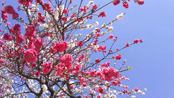 青空に映える鮮やかな紅白のハナモモの花 ハナモモ,ピンクの花,紅白の写真素材